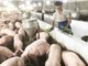 Bình Định: Chăn nuôi heo an toàn bằng thảo dược 